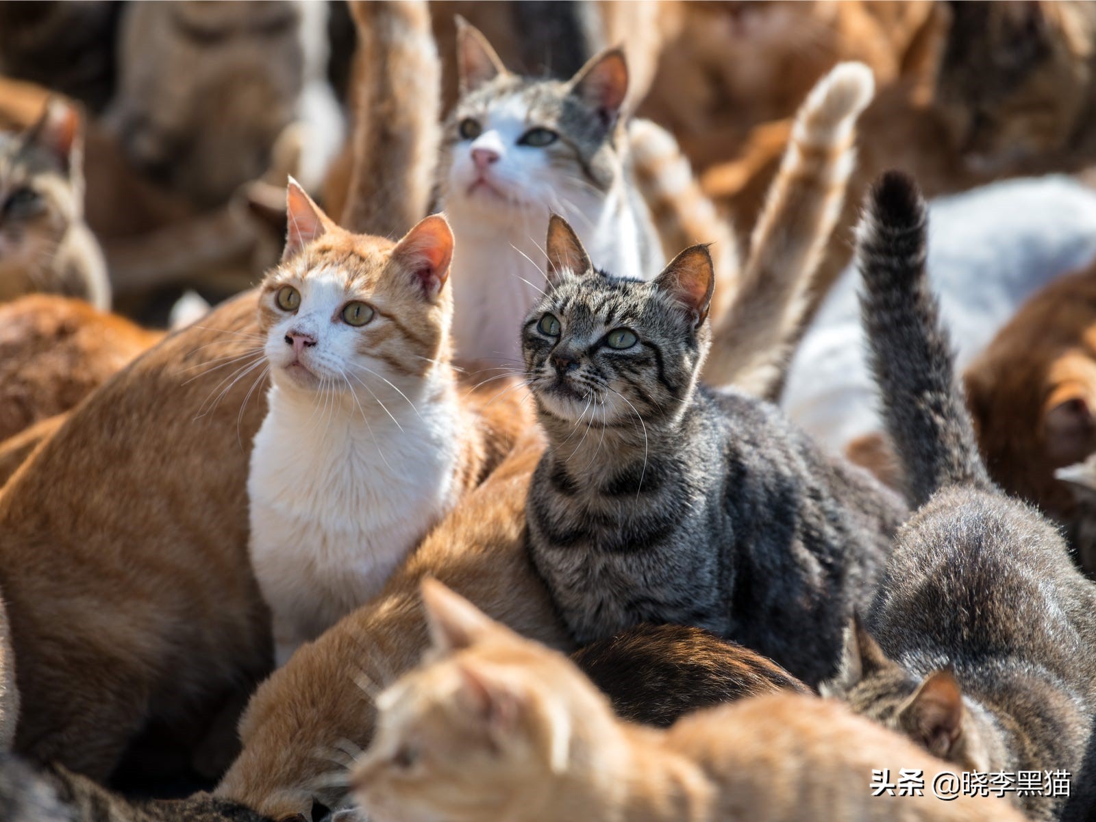 猫的语言有多厉害,猫的语言能力有多强大