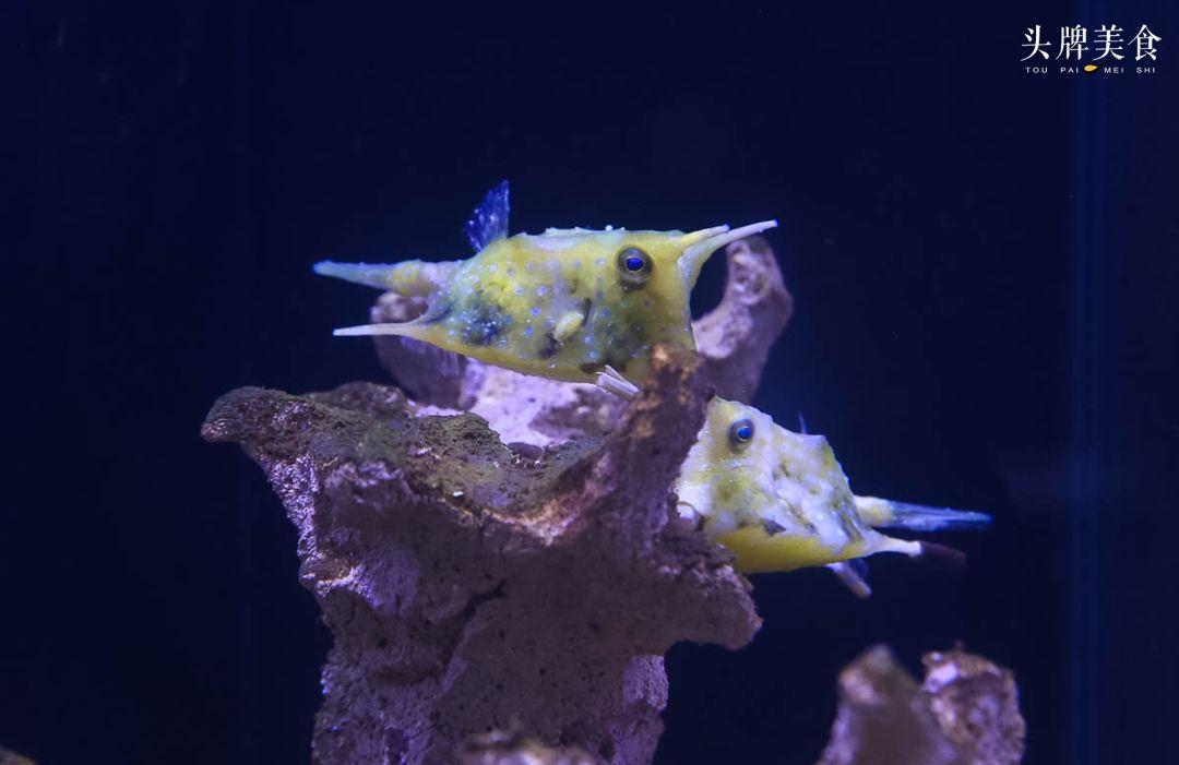 绚丽珊瑚海300+种海底生物，火爆盆友圈的网红打卡圣地就在中山路