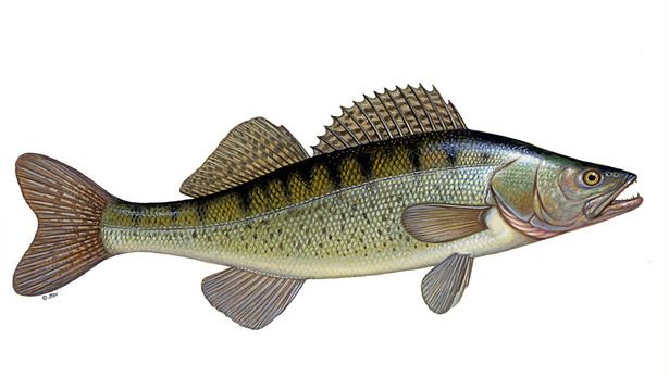 娆ф床姊矆,涓浗姊矆