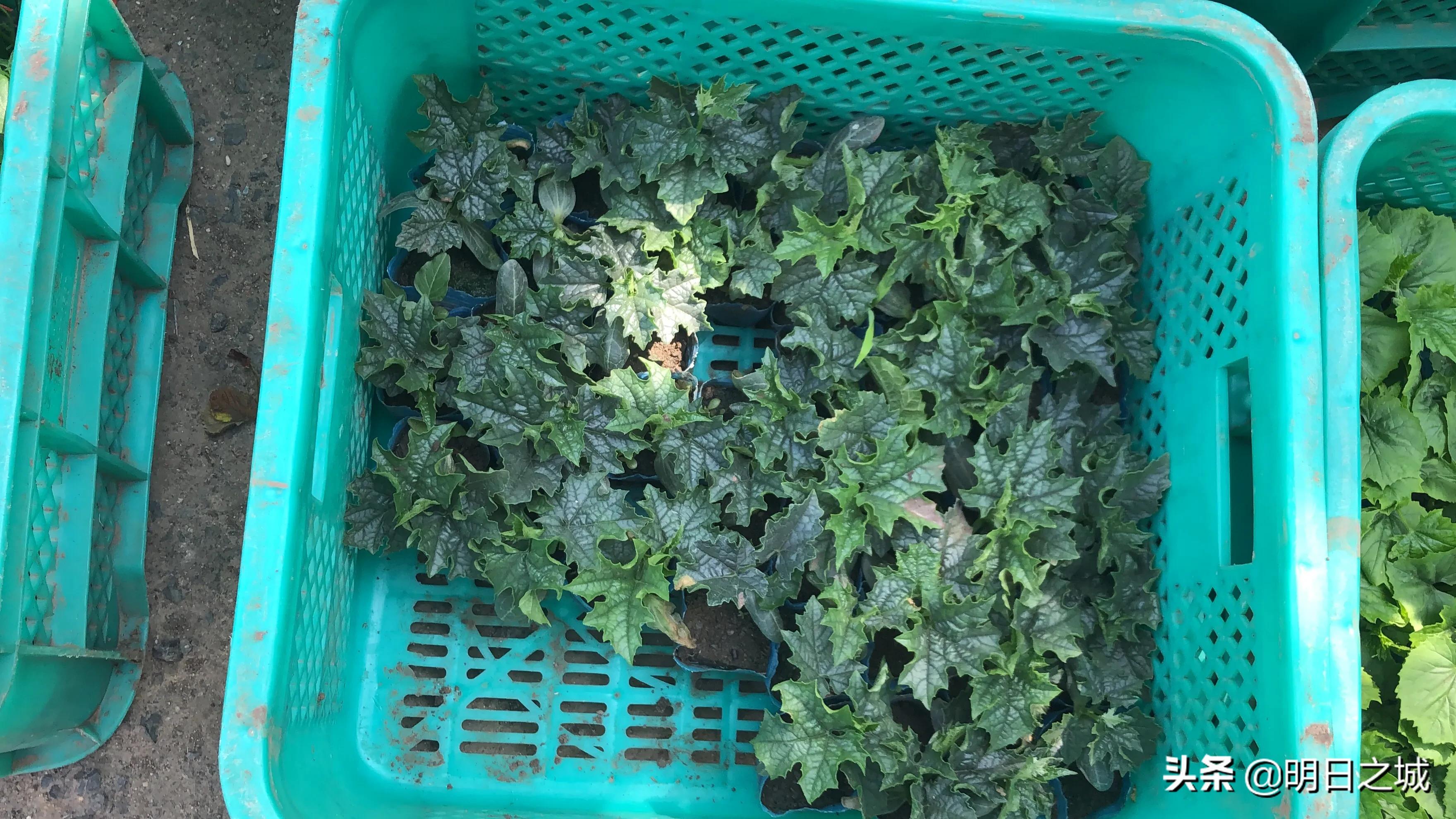 长春早市晚市大集大全2021,长春目前存在的早市