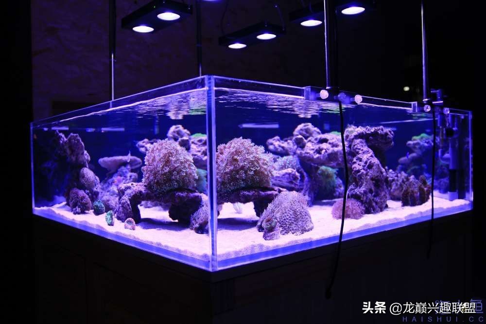 从零开始玩海缸的方法,从零开始玩海缸全过程