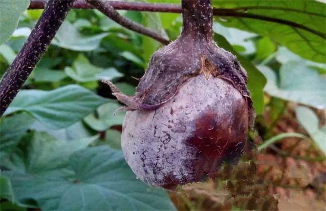 茄子结果期黄叶病用什么药,茄子褐纹是什么症状