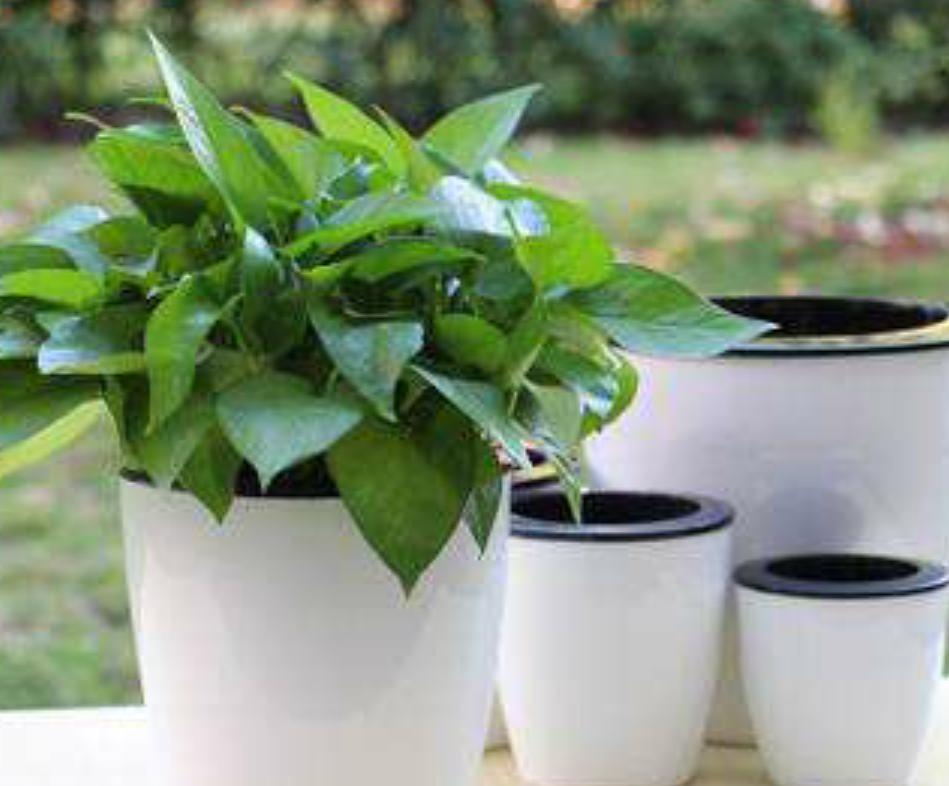 什么样的花盆好看简单好养,养花花盆如何选择大小