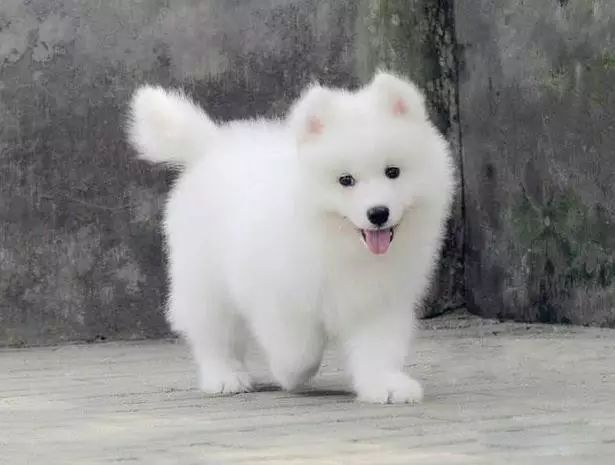 72种名犬分类介绍及图片,72种名犬及图片