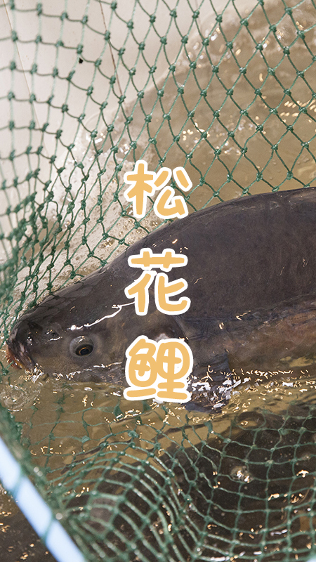 东北的骄傲视频,东北的骄傲有哪些