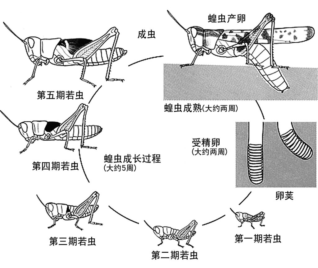 我国是怎么治蝗虫的,为什么治理蝗虫很重要