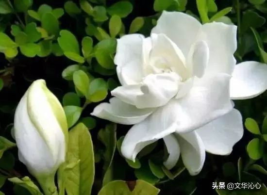 每日原创诗词一首,每日成诗