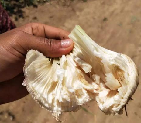 大蒜出现面包蒜的原因,大蒜出现面包蒜应该怎么办