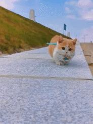 战斗民族的猫就是虎,战斗中的民族猫