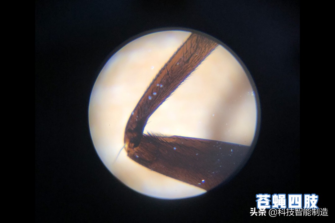 显微镜的价格最便宜的,日本口袋放大120倍显微镜