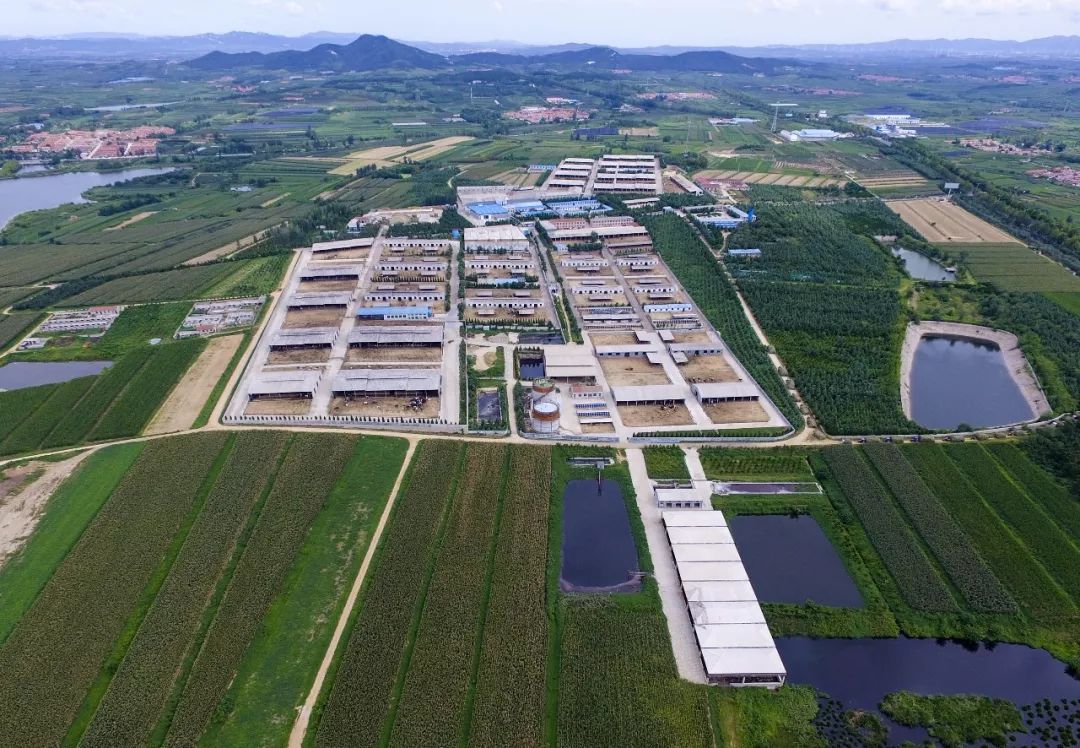 威海嘉盛乳业有限公司纯牛奶,威海嘉盛乳业早餐奶