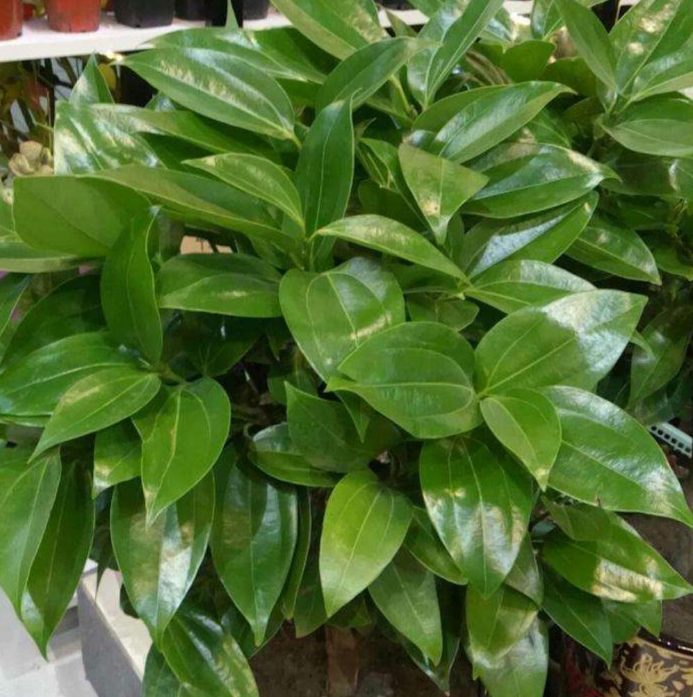 平安树干叶黄叶,平安树干叶子怎么回事