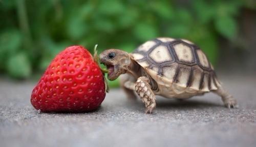 能允许养殖的陆龟,陆龟养殖环境越大越好吗