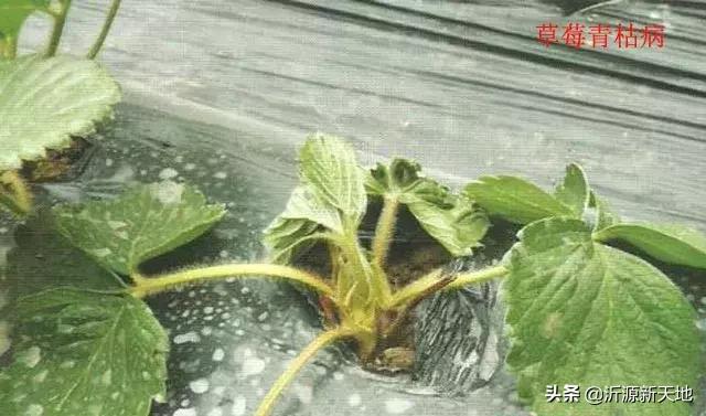 真菌细菌病害区别,作物真菌和细菌识别方法