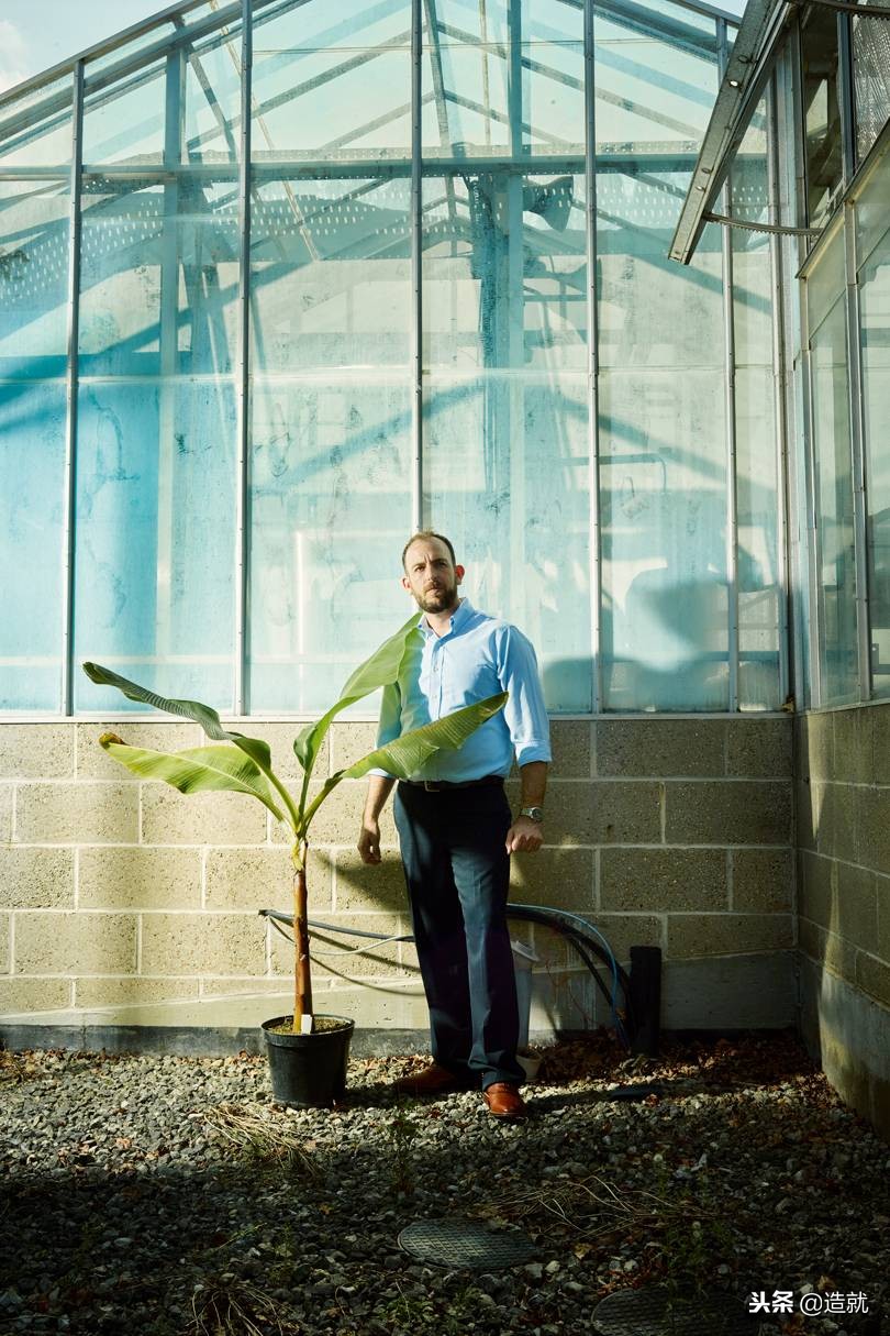 香蕉灭绝时间表,香蕉正面临灭绝的危险