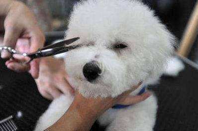 比熊犬的泪痕如何快速去除,比熊犬泪痕去掉小妙招