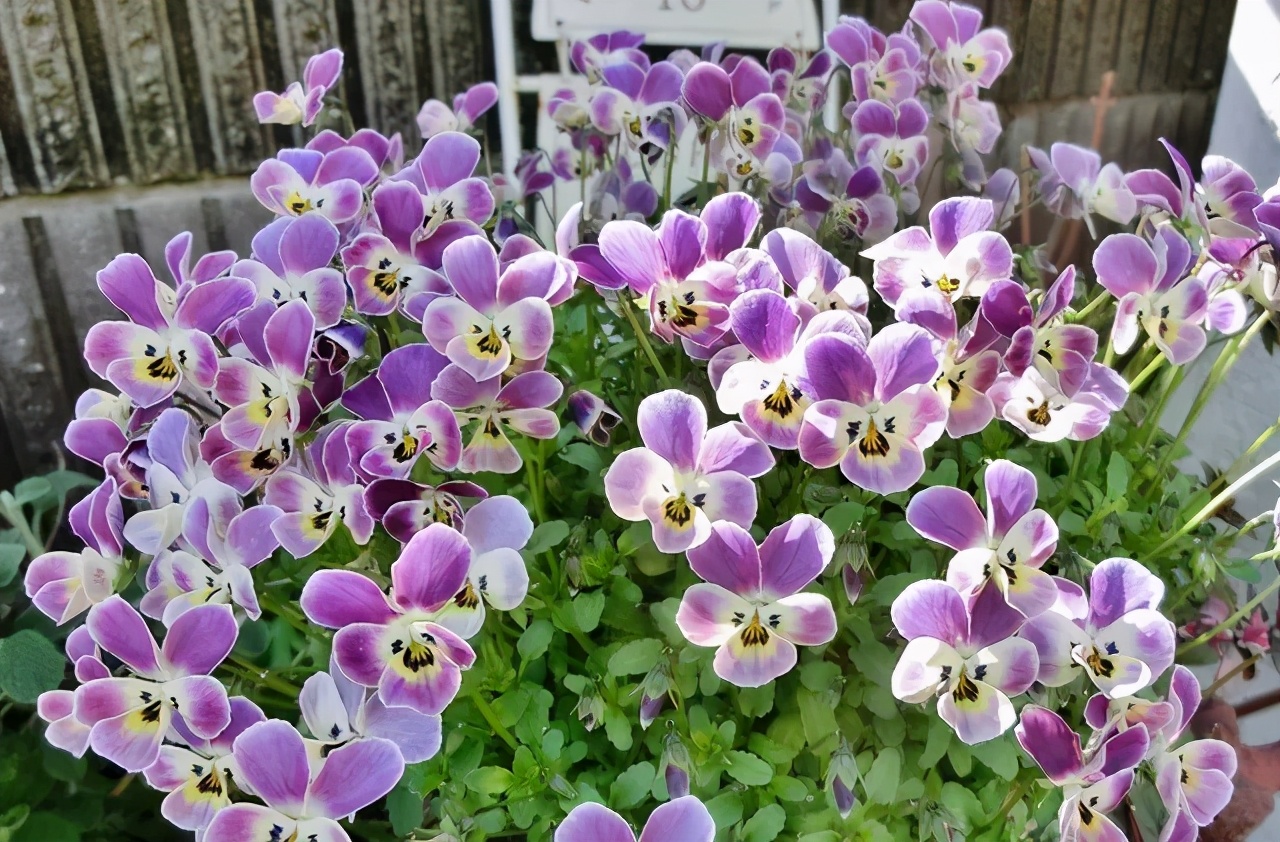 角堇和皱边角堇哪个花大,皱边角堇和穗边角堇的区别