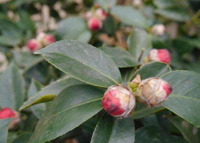 茶花开花后花瓣变软,为何茶花花瓣发黄