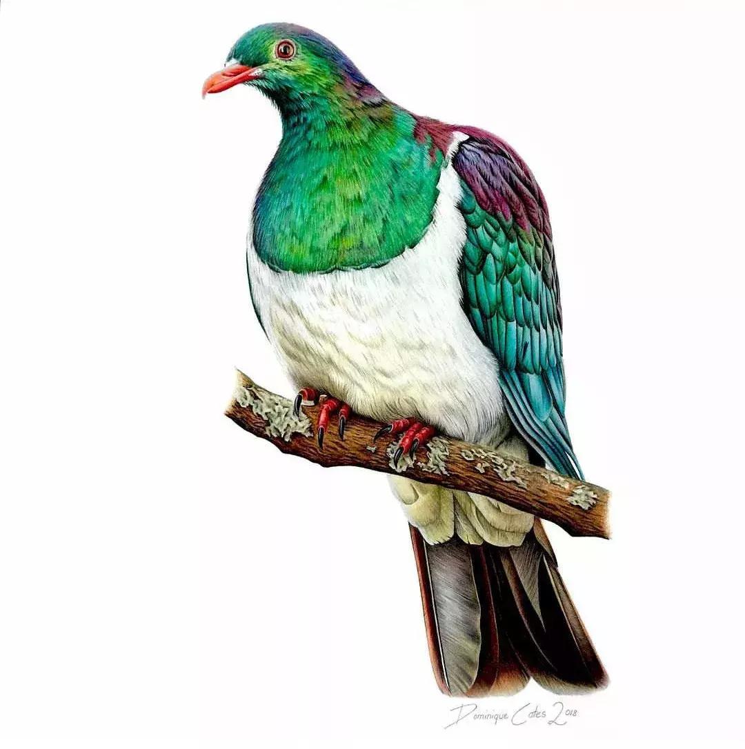 彩铅如何画得非常细腻,彩铅画的很好看零基础