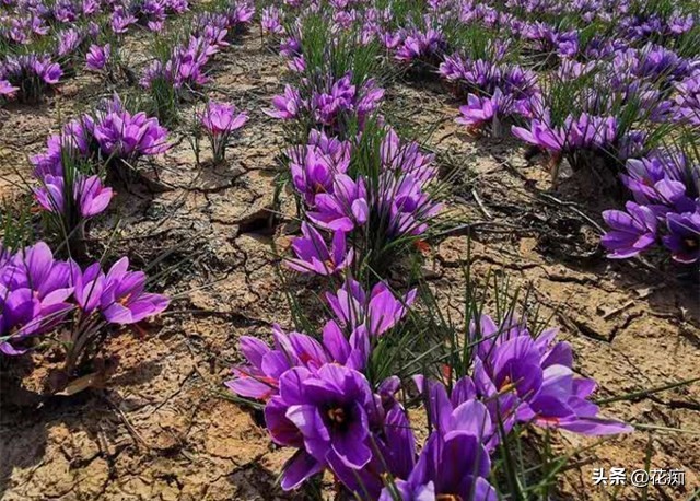药用藏红花观赏,观赏的藏红花能食用吗