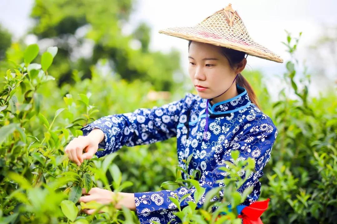 探访福建铁观音茶叶,安溪铁观音传承茶文化价格