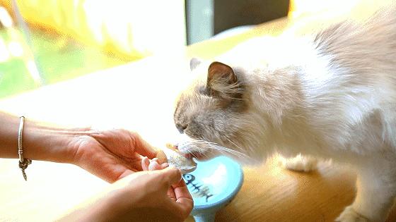 「椒霸霸×1CAKE」联名来啦！只要28.9元，和爱宠共享悠然午后