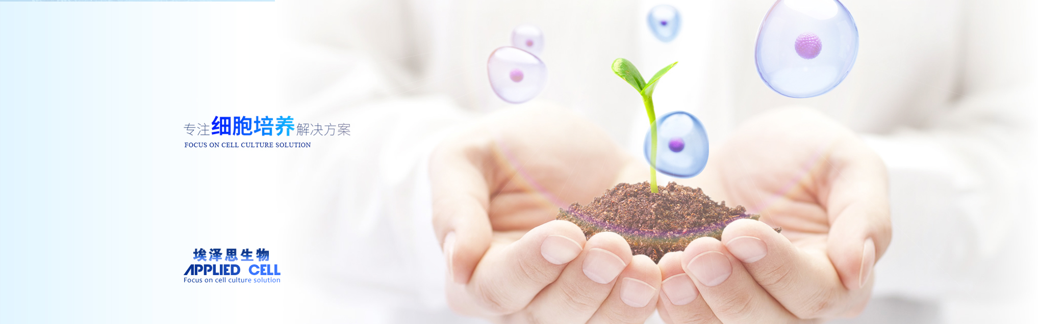 多能干细胞肾再生,ips细胞属于多能干细胞