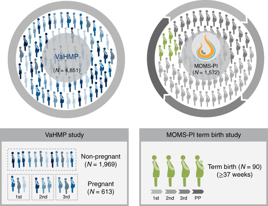 iHMP第三弹|孕期阴道微生物与种族差异