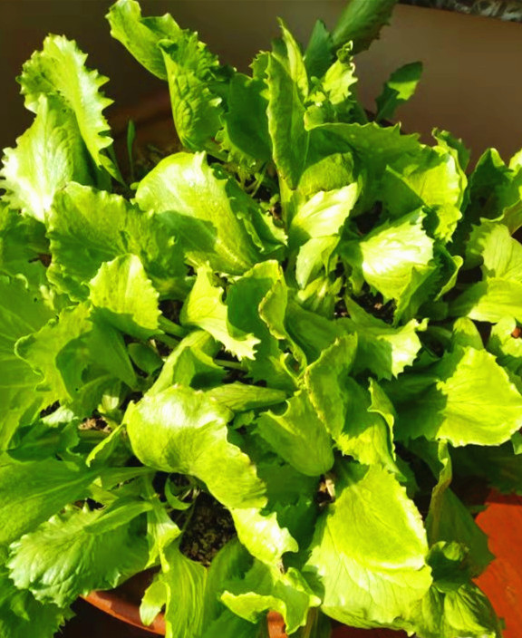 阳台种菜记,阳台种菜后怎样晾晒