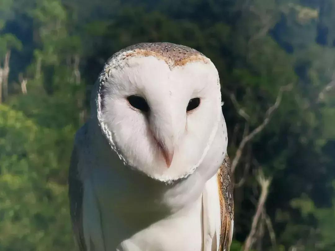 华为p30的镜头模组叫什么,华为p30镜头是蓝宝石的吗