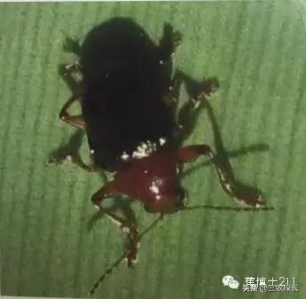 认识害虫和益虫视频,认识害虫教案