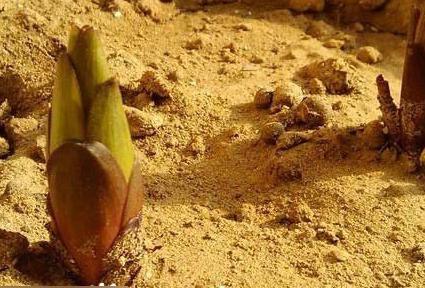 花园土壤如何松土,花园土壤怎么改造