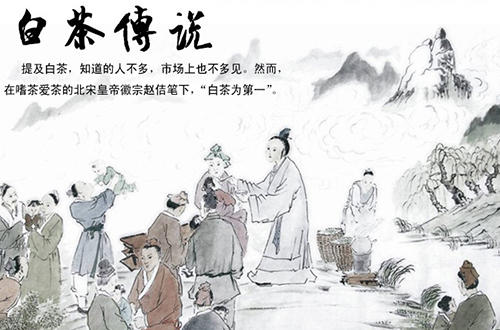 精选名茶白毫银针,白毫银针的历史起源和传说