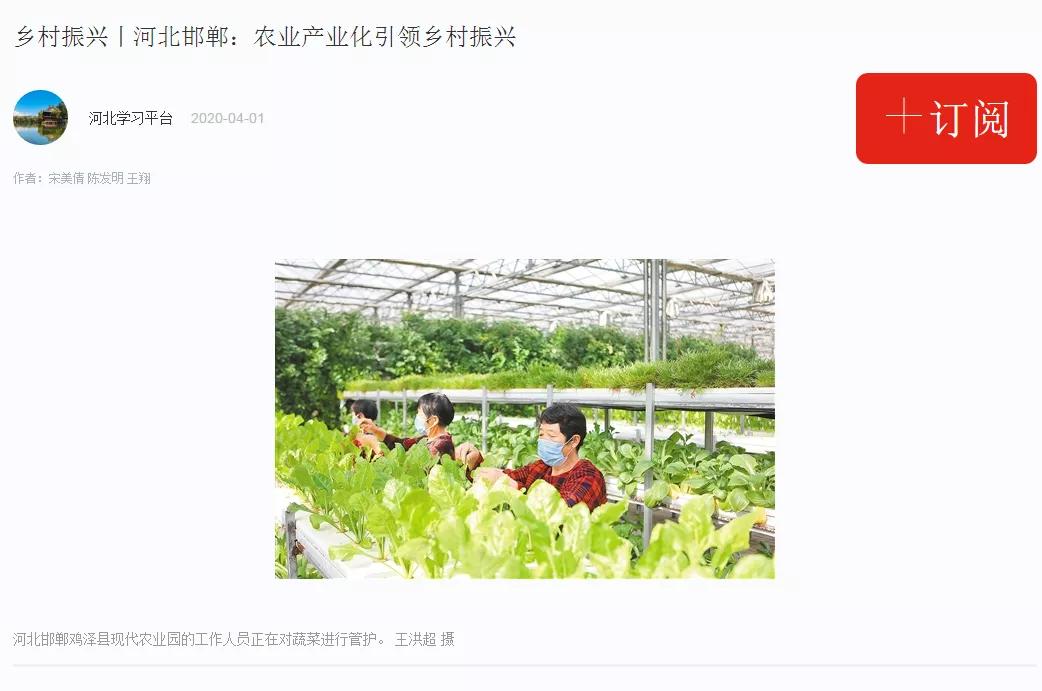 【高端媒体看邯郸】学习强国、河北新闻网、长城网报道鸡泽县辣椒产业