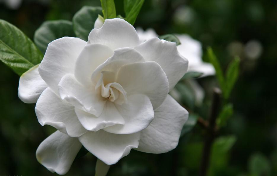 栀子花花苞多但叶子发黄了怎么办,栀子花的花朵为什么打不开