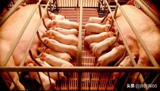 母猪产后是什么病,如何防止母猪产后应激