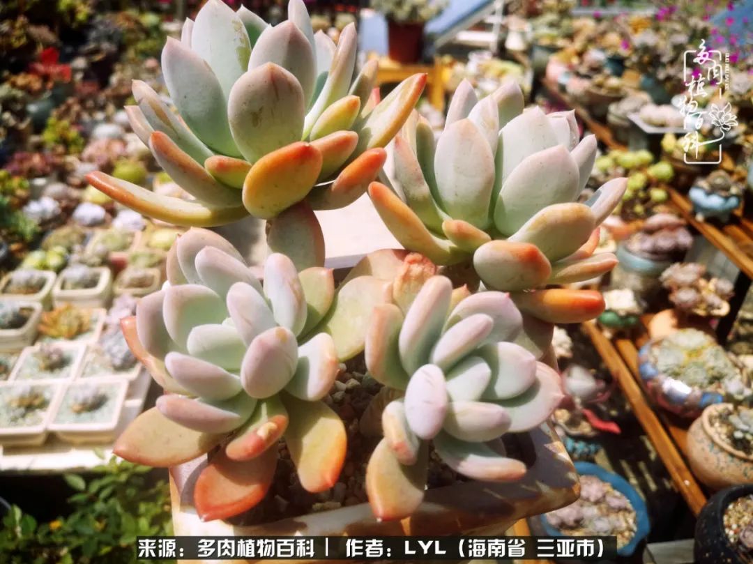 开挂区养多肉,非开挂区怎么把多肉养出状态