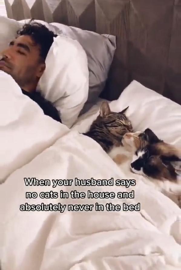 家里不适合养猫了怎么办,家里人不让养猫了但我又舍不得