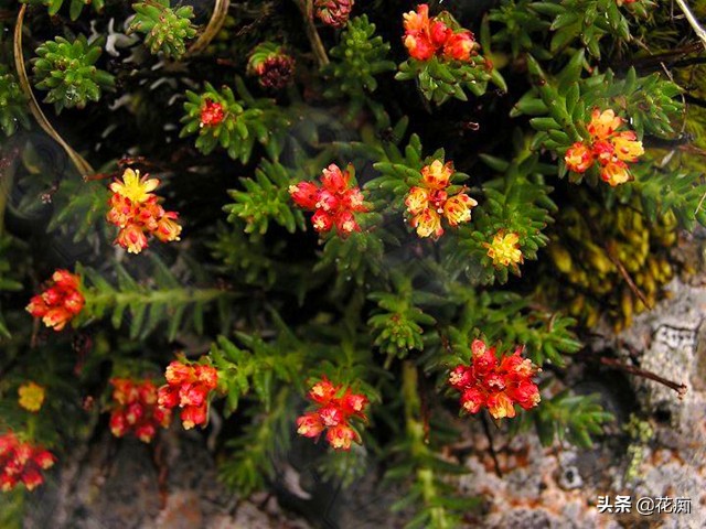 十大冻不死的绿植第一名景天,红景天延年益寿