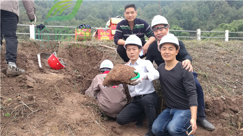 重庆白蚁防治专业消杀,重庆白蚁防治服务