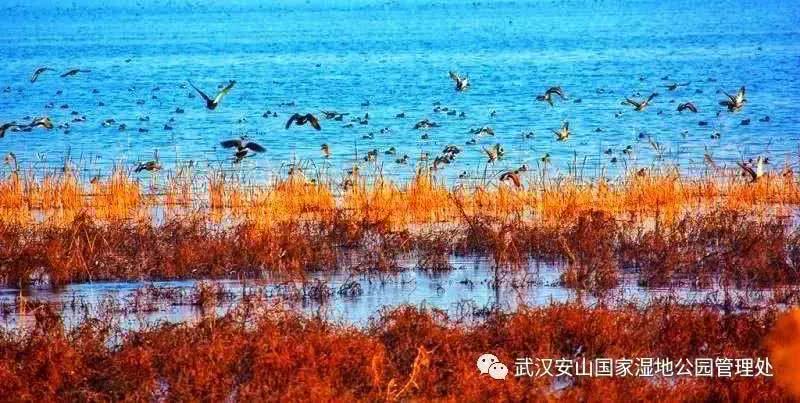 武汉21个免费景点,武汉43个免费景点出炉