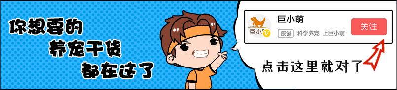 法斗犬和巴哥的区别,法斗和巴哥犬有什么关系