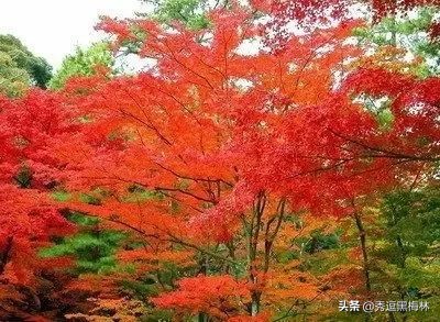 山海经扶桑国记录,山海经中的扶桑文化根