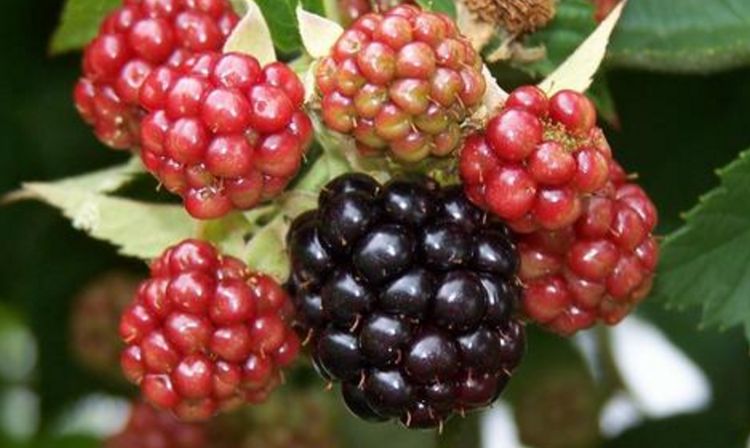 黑莓营养价值很高，那想种植怎么办，首先了解它的种植环境！