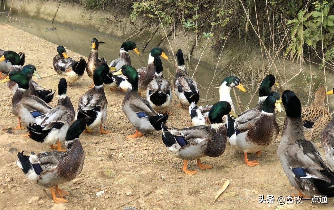 母鸭输精的正确方法,母鸡和母鸭的输精方法的区别