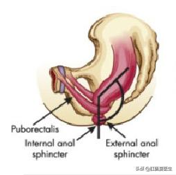 大便不顺畅的原因及调理方法,大便不顺畅有什么好方法