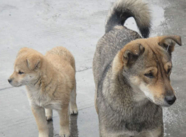 狗翻肠有什么说法,狗翻肠什么意思