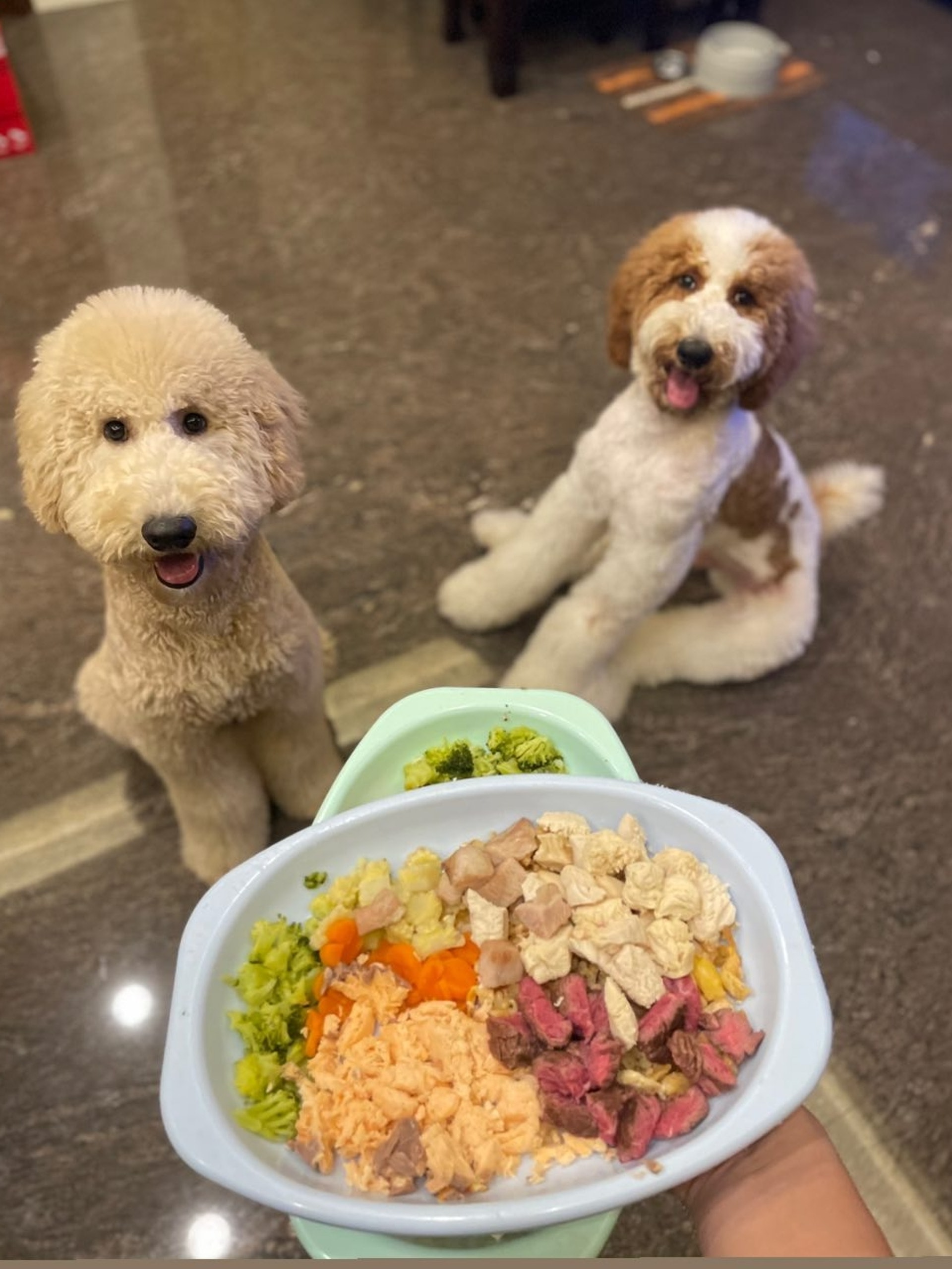 巨型贵宾犬发狂,巨型贵宾犬在家乱叫