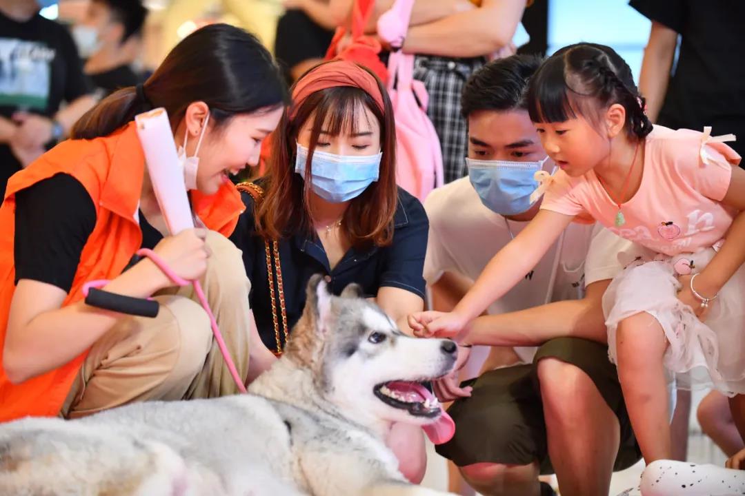 CPF活动预告|阿派第30届领养日——人间值得,只要它能与你相遇