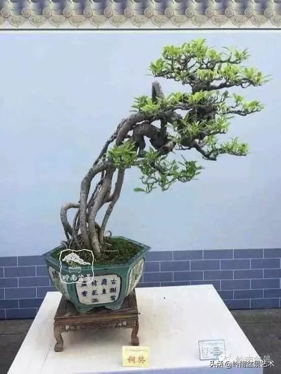 以根代杆下细上粗式盆景图片,各种老根盆景